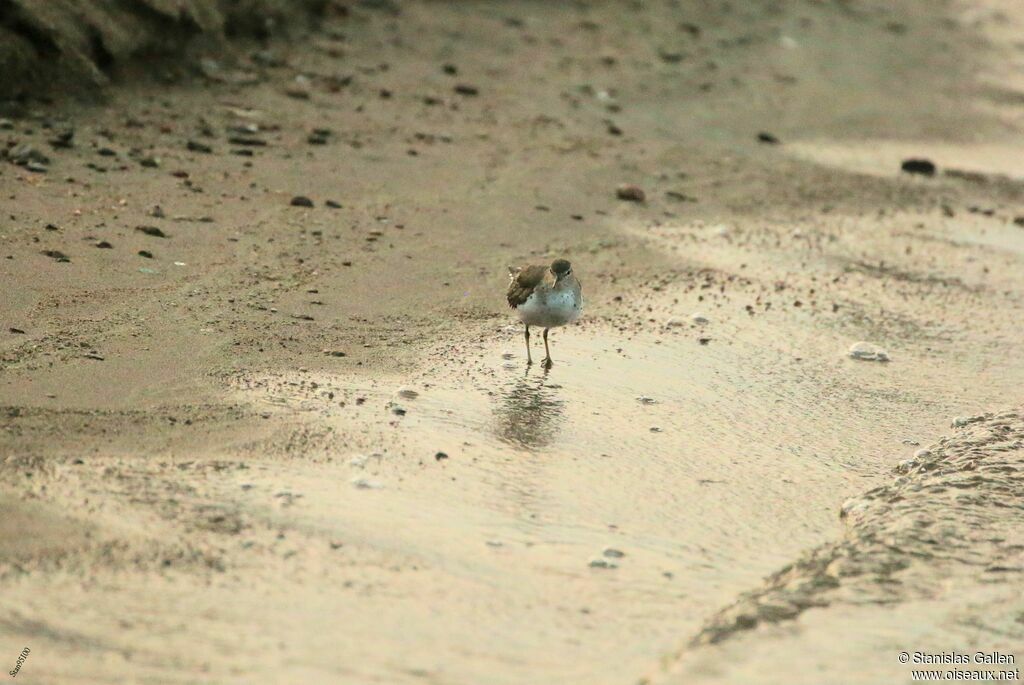 Spotted Sandpiperadult, walking