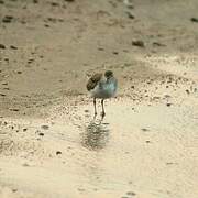 Spotted Sandpiper