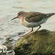 Spotted Sandpiper