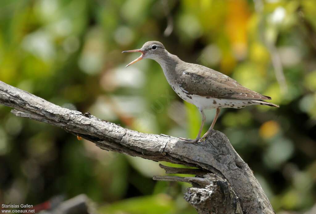 Spotted Sandpiperadult breeding, song, Behaviour