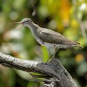 Spotted Sandpiper