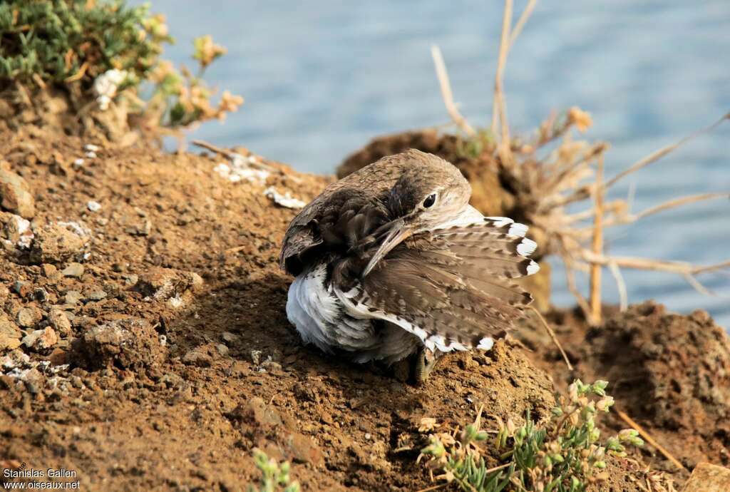 Common Sandpiperadult transition, close-up portrait, care