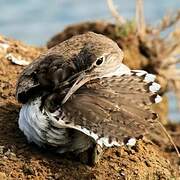 Common Sandpiper