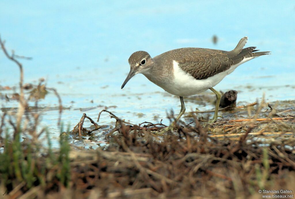 Common Sandpiperadult transition, walking