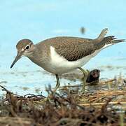 Common Sandpiper