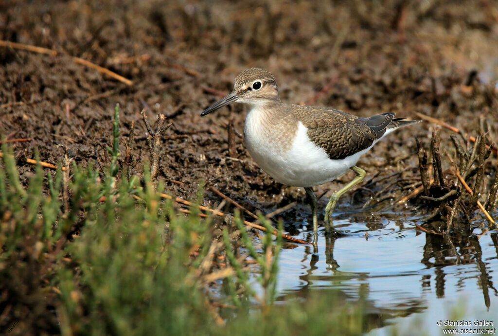 Common Sandpiperadult transition, close-up portrait, walking