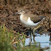 Common Sandpiper