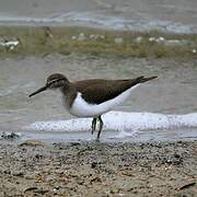 Common Sandpiper