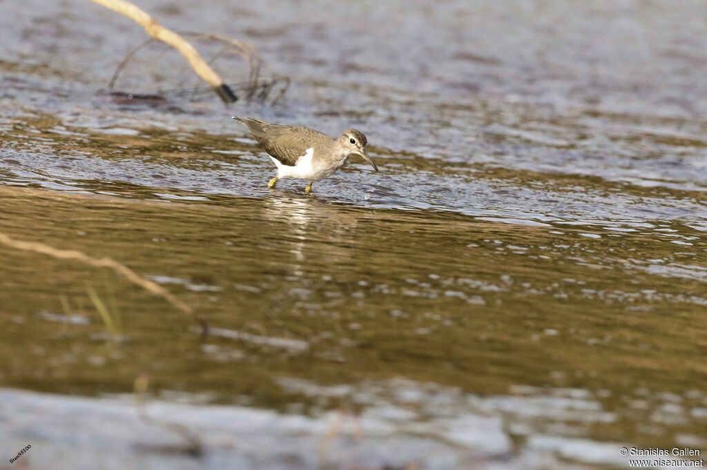 Common Sandpiperadult transition, walking, fishing/hunting