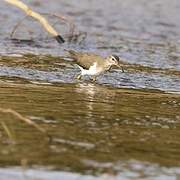 Common Sandpiper