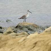 Willet