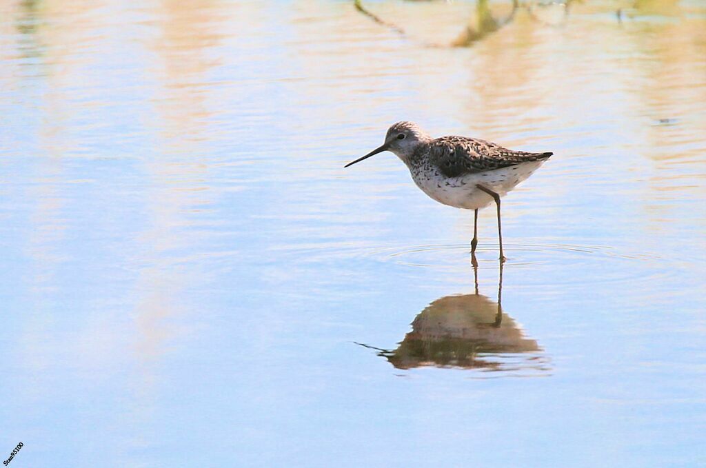 Marsh Sandpiper