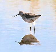 Marsh Sandpiper