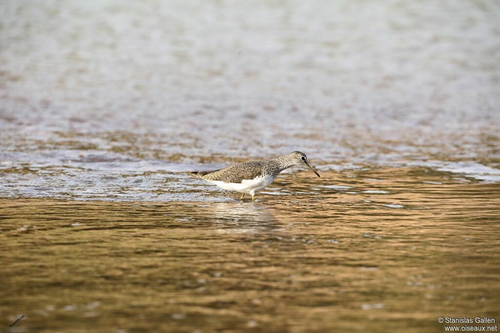 Wood Sandpiperadult