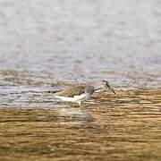 Wood Sandpiper