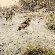 Burrowing Owl