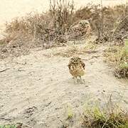 Burrowing Owl