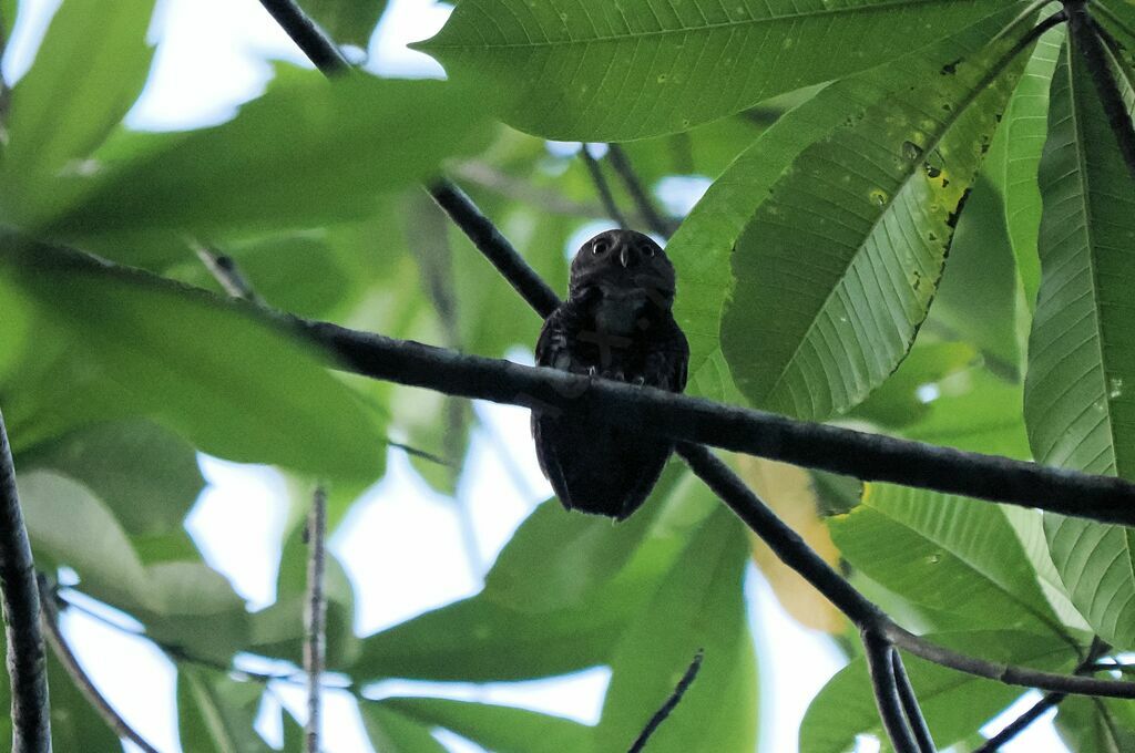 Chestnut-backed Owlet male adult