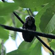 Chestnut-backed Owlet