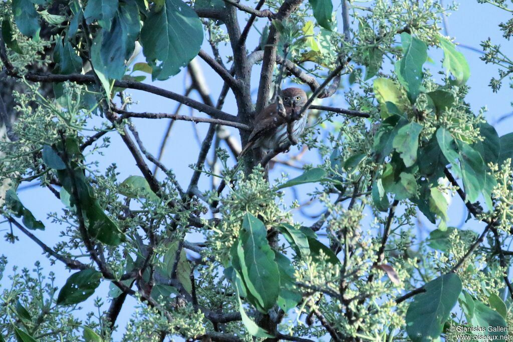 Ferruginous Pygmy Owladult breeding