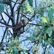 Ferruginous Pygmy Owl