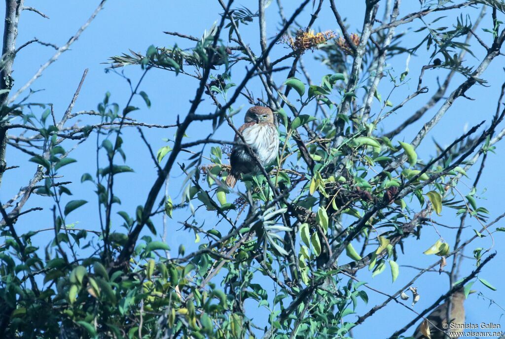 Ferruginous Pygmy Owladult breeding