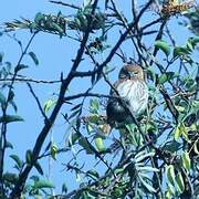 Ferruginous Pygmy Owl