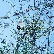 Ferruginous Pygmy Owl