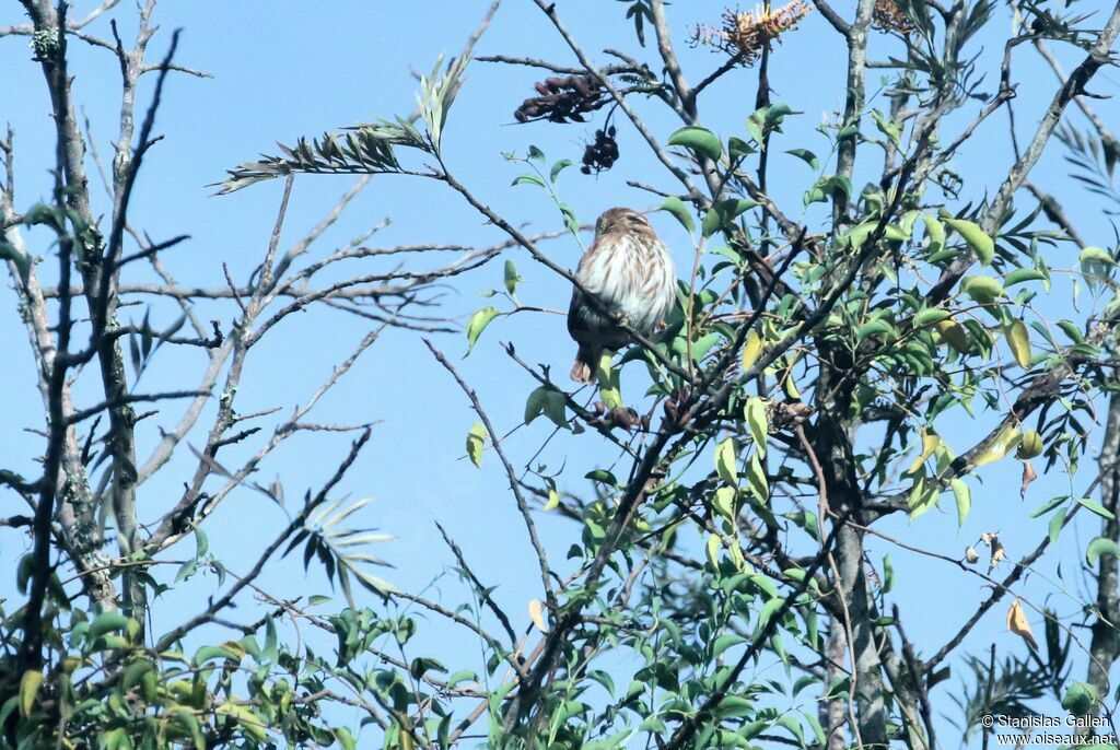 Ferruginous Pygmy Owl