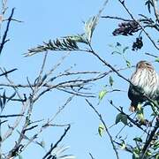 Ferruginous Pygmy Owl