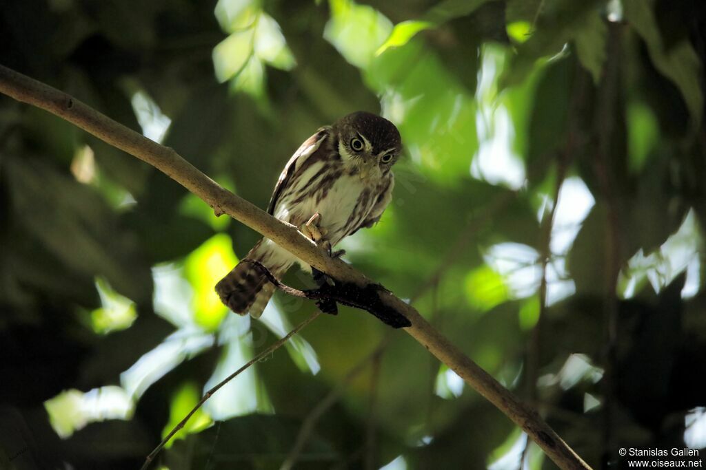 Ferruginous Pygmy Owladult, fishing/hunting