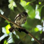 Ferruginous Pygmy Owl