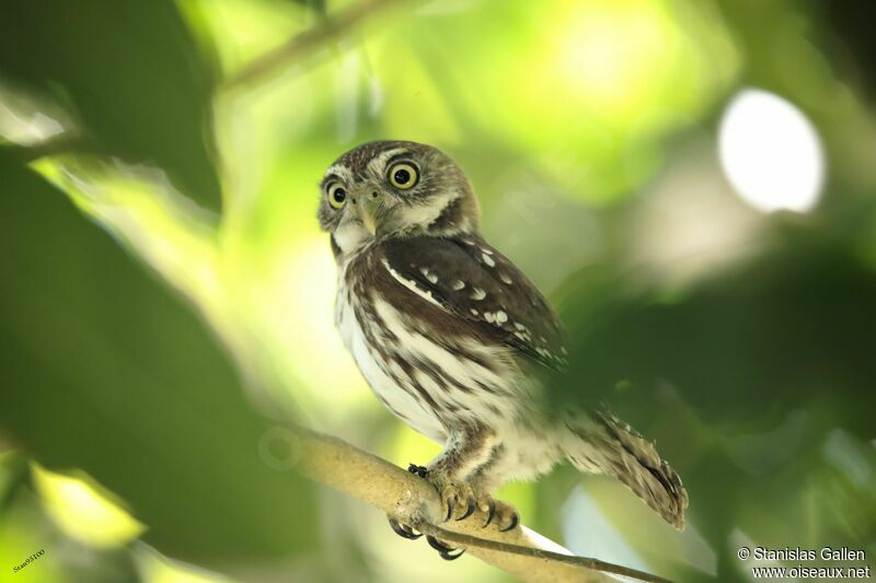 Ferruginous Pygmy Owl, close-up portrait