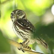 Ferruginous Pygmy Owl