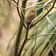 Ferruginous Pygmy Owl