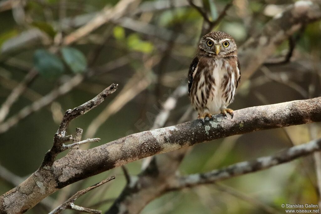 Ferruginous Pygmy Owl