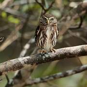 Ferruginous Pygmy Owl