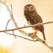 Ferruginous Pygmy Owl