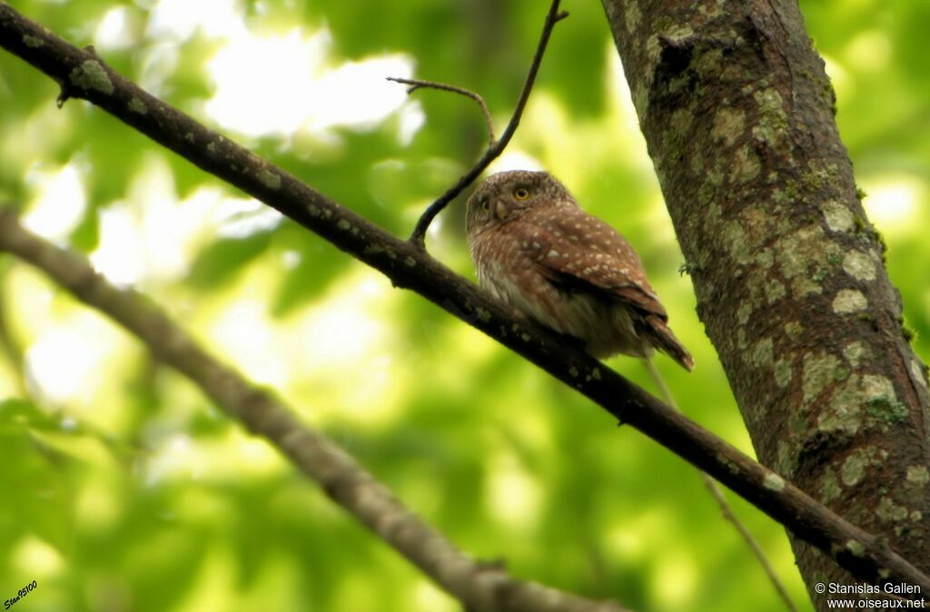 Eurasian Pygmy Owladult breeding