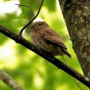 Eurasian Pygmy Owl