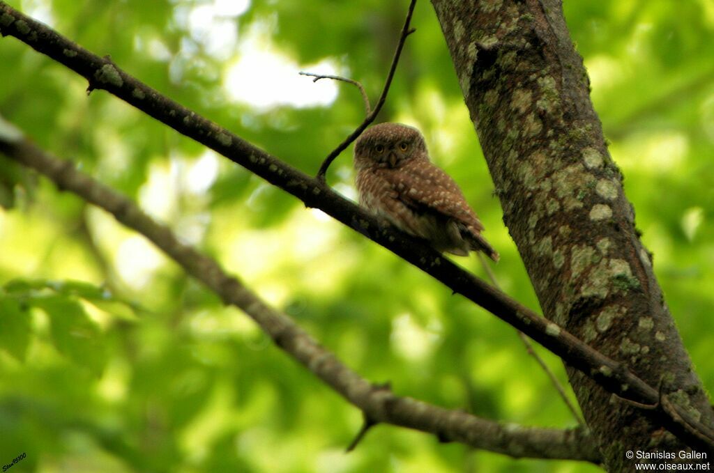 Eurasian Pygmy Owladult breeding