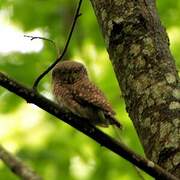 Eurasian Pygmy Owl