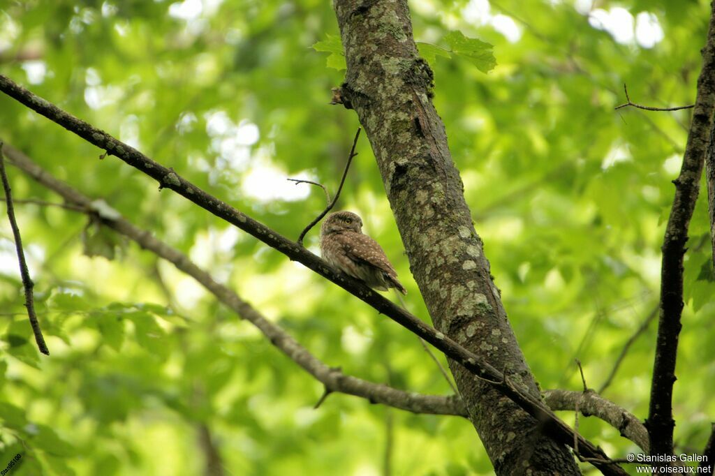 Eurasian Pygmy Owladult breeding