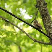 Eurasian Pygmy Owl