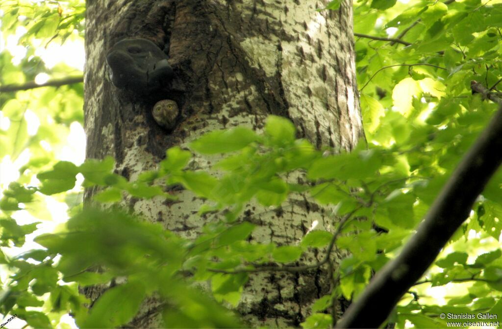 Eurasian Pygmy Owladult breeding, Reproduction-nesting