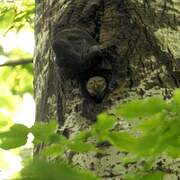 Eurasian Pygmy Owl