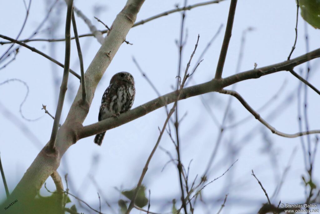 Pearl-spotted Owletadult