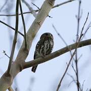 Pearl-spotted Owlet