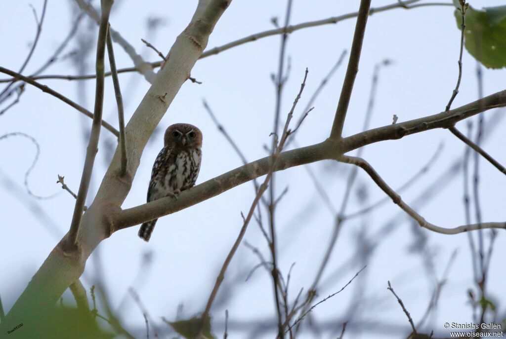 Pearl-spotted Owletadult