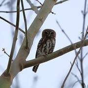 Pearl-spotted Owlet